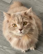 Britse langhaar, Dieren en Toebehoren, Katten en Kittens | Raskatten | Langhaar, Gechipt, 0 tot 2 jaar, Poes