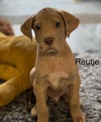 Duitse dog krusing pups, Dieren en Toebehoren, 8 tot 15 weken, Groot, CDV (hondenziekte), Meerdere