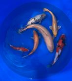 Japanse koi te koop ophalen zwijndrecht, Dieren en Toebehoren, Karper of Koi