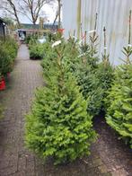 Omorika kerstbomen in heel veel maten, Tuin en Terras, Planten | Bomen, Zomer, Volle zon, In pot, Overige soorten