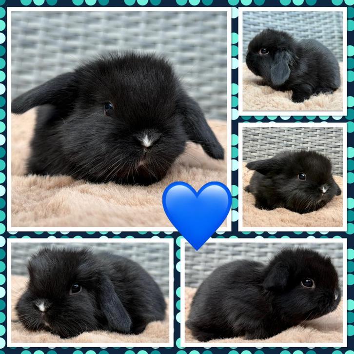 Super lieve & prachtige Hangoordwerg konijntjes beschikbaar, Dieren en Toebehoren, Konijnen, Dwerg, Mannelijk, 0 tot 2 jaar, Hangoor