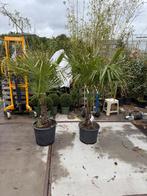 Palmen trachycarpus mooi kruin stam 60/70 in pot winterhard, 100 tot 250 cm, Zomer, Palmboom, Ophalen
