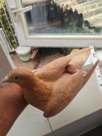 mooi postduiven te koop., Dieren en Toebehoren, Vogels | Duiven, Meerdere dieren, Postduif