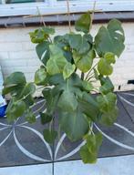 Monstera delicioca, Groene kamerplant, Ophalen, Volle zon, 100 tot 150 cm