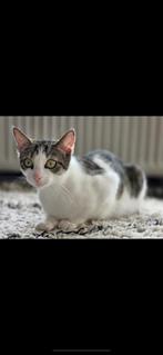 Poes zoekt huisje bruin wit, Dieren en Toebehoren, Katten en Kittens | Raskatten | Korthaar, Poes