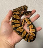 1.0 Orange Dream het Pied ball python regius te koop, Dieren en Toebehoren, Reptielen en Amfibieën, Slang, Tam, 0 tot 2 jaar