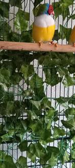 Gouldamadines, Dieren en Toebehoren, Vogels | Overige Vogels, Meerdere dieren