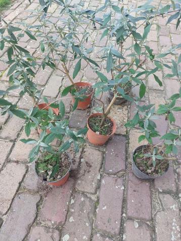 Vlinderstruik Buddleja in pot paarse bloemen biologisch beschikbaar voor biedingen