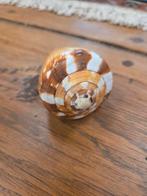 Conus Vexillum Schelp - Mooie Staat!, Verzamelen, Ophalen of Verzenden, Schelp(en)