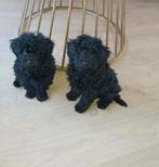 Cockapoo pups, Dieren en Toebehoren, Honden | Chihuahua's en Gezelschapshonden, Poedel, Rabiës (hondsdolheid), 8 tot 15 weken