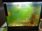 Aquarium, Dieren en Toebehoren, Vissen | Aquaria en Toebehoren, Ophalen of Verzenden, Zo goed als nieuw, Gevuld zoetwateraquarium