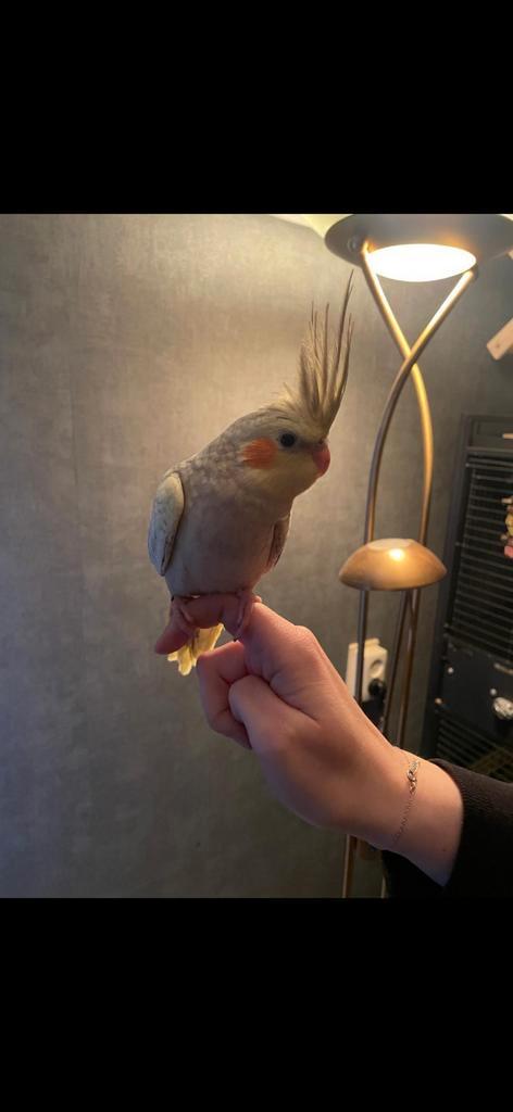 Tamme Opaline valkparkiet  pop, Dieren en Toebehoren, Vogels | Parkieten en Papegaaien, Parkiet, Vrouwelijk, Tam, Geringd