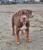 Prachtig American Bully XL nestje, Dieren en Toebehoren, HCC (leverziekte), Overige rassen, 8 tot 15 weken, Meerdere