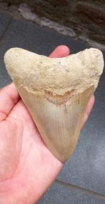 Megalodon haaientand 13,6 cm fossiel uit Indonesië, Ophalen of Verzenden, Fossiel