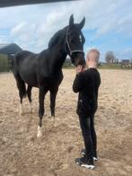 Super mooie en vooral lieve 4 jarige merrie, Dieren en Toebehoren, Merrie, 3 tot 6 jaar