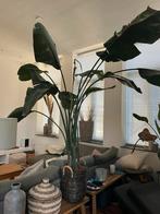 Strelitzia kamerplant XXL (incl. pot), Overige soorten, Halfschaduw, 200 cm of meer, Ophalen