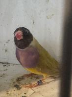 Gouldamadine, Dieren en Toebehoren, Vogels | Kanaries, Vrouwelijk