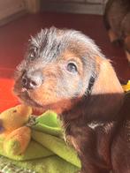 Standaard Ruwhaar Teckel pups met FCI Stamboom, Standaard, Nederland, CDV (hondenziekte), 8 tot 15 weken