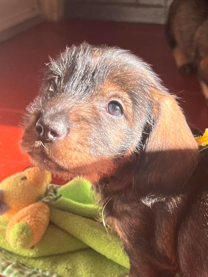 Standaard Ruwhaar Teckel pups met FCI Stamboom, Dieren en Toebehoren, Honden | Teckels en Dashonden, Meerdere dieren, Ruwhaar