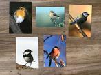 Vogel kaarten ., Dieren en Toebehoren, Mannelijk