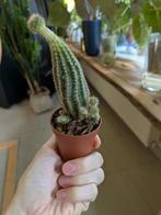 Kleine Cactus - Soort Onbekend, Ophalen of Verzenden
