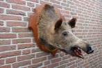 Schitterend groot opgezet wild zwijn op mooi schild, Verzamelen, Dierenverzamelingen, Ophalen of Verzenden, Zo goed als nieuw