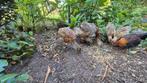 4x Bosfazant, Meerdere dieren, Overige soorten