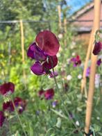 Lathyrus zaden, Ophalen of Verzenden, Voorjaar, Volle zon, Zaad