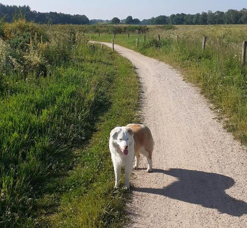 Knappe dekreu bordercollie, border collie, Dieren en Toebehoren, Honden | Dekreuen, Reu, Particulier, Eén hond, Nederland, 3 tot 5 jaar