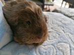 Coronet cavia zeugje, Dieren en Toebehoren, Knaagdieren, Cavia, April, Vrouwelijk, Tam