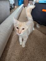 Maine Coon kater mag per direct weg met stamboom, Kater, Met stamboom