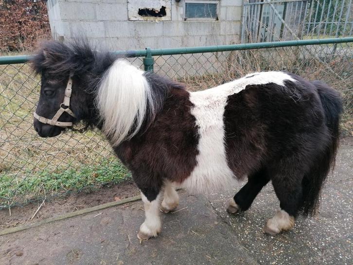 Te koop bonte merrie NMPRS, Dieren en Toebehoren, Pony's, Merrie, A pony (tot 1.17m), 0 tot 2 jaar
