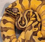 1.0 super pastel enchi disco het pied
50% het rainbow, Slang, Tam, 0 tot 2 jaar