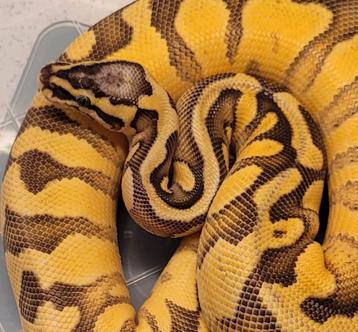 1.0 super pastel enchi disco het pied
50% het rainbow beschikbaar voor biedingen