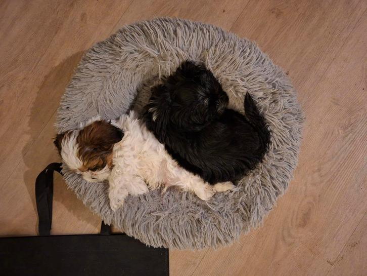 Boomer puppies, Dieren en Toebehoren, Honden | Chihuahua's en Gezelschapshonden, Meerdere dieren, Overige rassen, Particulier