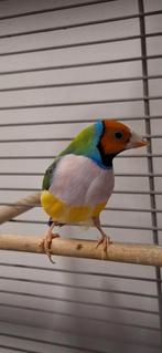 Gouldamadine, Dieren en Toebehoren, Mannelijk, Tropenvogel