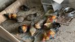Te koop Hollandse krielen, Dieren en Toebehoren, Pluimvee, Meerdere dieren, Kip