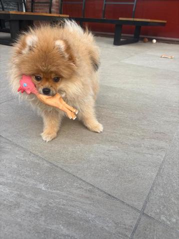 Pomeriaan pup (Teefje) beschikbaar voor biedingen
