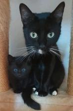 Kittens, Ophalen, Zo goed als nieuw