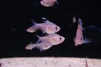 Bloedvlek Tetra (Hyphessobrycon erythrostigma), Dieren en Toebehoren, Vissen | Aquariumvissen, Vis, Zoetwatervis