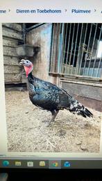 Te koop kalkoen haan, Dieren en Toebehoren, Pluimvee, Mannelijk, Kalkoen