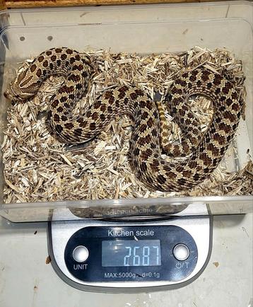 Volwassen vrouw Heterodon nasicus (HET snow) beschikbaar voor biedingen