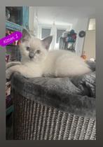 2Kittens mix ragdoll/britsekorthaar vrouwtjes, Dieren en Toebehoren, Katten en Kittens | Raskatten | Langhaar, Poes, Ontwormd