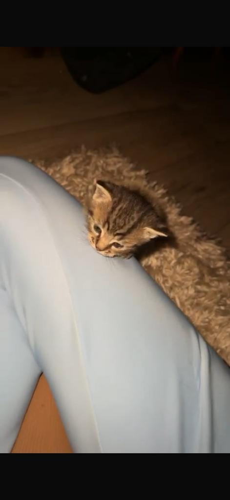 Kittens, Dieren en Toebehoren, Katten en Kittens | Overige Katten, Meerdere dieren