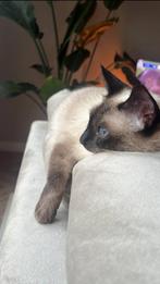 VERWACHT half juni! Half siamese cyprese kittens, Ontwormd