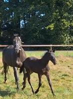 Mooi KWPN dressuur merrieveulen, Merrie, Dressuurpaard, 0 tot 2 jaar