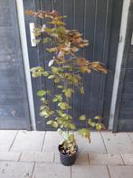 Rode beukjes in pot Fagus sylvatica Atropunicea 60-80 C 3,5, Ophalen of Verzenden, Beukenhaag, Haag, Minder dan 100 cm