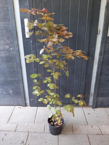 Rode beukjes in pot Fagus sylvatica Atropunicea 60-80 C 3,5 beschikbaar voor biedingen