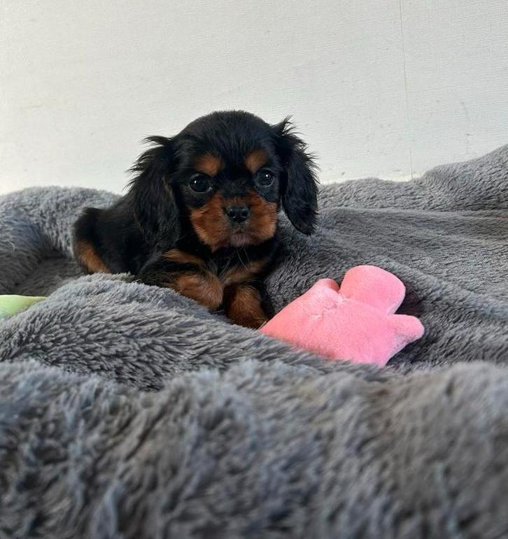 Prachtige cavelier king charles x cocker spaniel pups, Dieren en Toebehoren, Honden | Teckels en Dashonden, Meerdere dieren, Langhaar