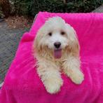 Boomer pup Max zoekt huisje, Dieren en Toebehoren, Maltezer, Nederland, 15 weken tot 1 jaar, Reu